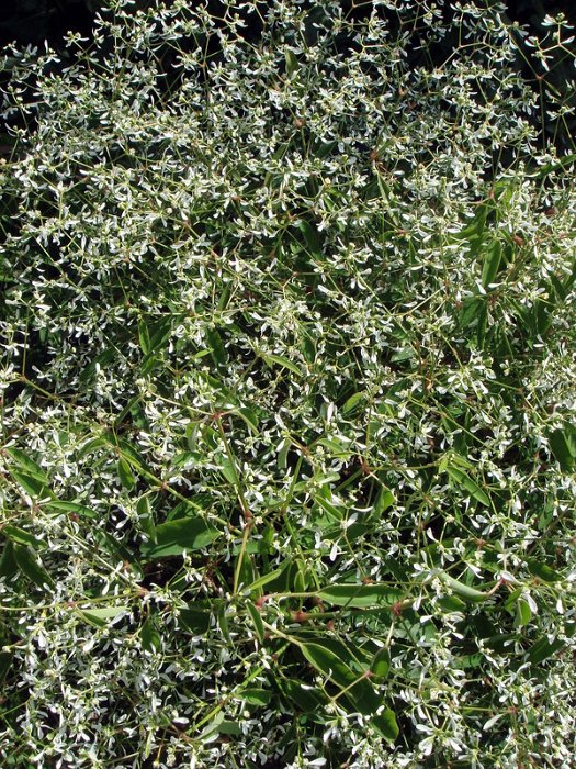 Euphorbia sp. 'Diamond Frost' (2)
